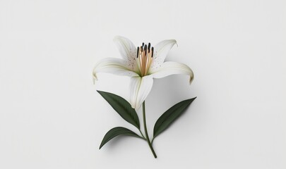  a single white lily with green leaves on a white background with space for a text or a picture to put on a card or brochure.  generative ai
