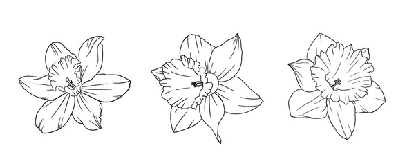 Set of Daffodil illustration, Isolated, hand drawn sketch of a daffodils, minimal botanical graphic sketch drawing, trendy tiny tattoo design, floral elements, vector
