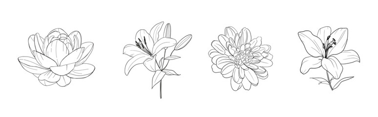 Hand drawn floral illustrations isolated on background in linear style, Greeting cards, wedding invitation, embroidery, small tattoo design