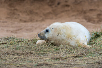 Young White Grey Seal Pup