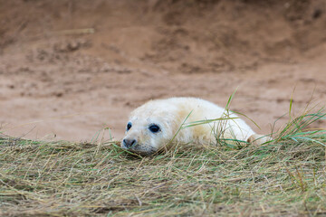 Young White Grey Seal Pup