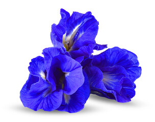  tree Butterfly Pea flowers isolated  on transparent