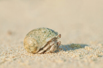 Hermit crab (Paguroidea) living in a shell on a sandy the beach.