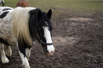 A black and white horse is out in the pasture. He is wearing a halter and walking in the mud.