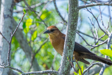 Pretty bird photographed in the everglades protected park in Florida USA