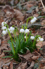  A family of white snowflakes blooms in early spring  Spring bell-shaped flower growing from under the old fallen leaves .Closeup photo outdoors. Gardening ,awakening of nature concept