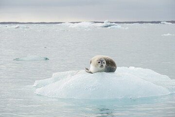 A seal on an iceberg in Iceland