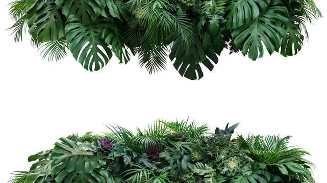 Green leaves nature frame border of tropical plants bush (Monstera, palm, philodendrons, fern and cabbage) lush foliage floral arrangement