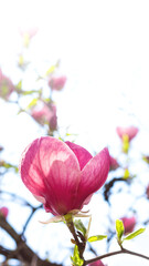 Beautiful blooming pink magnolia tree on spring day with copy space. Selective focus
