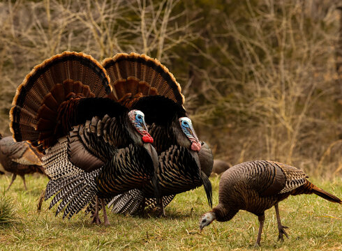 a pair of Tom turkeys trying to woo a hen turkey