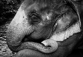 Portrait of asian elephant closeup, head, eye, ear and trunk detail. black and white art