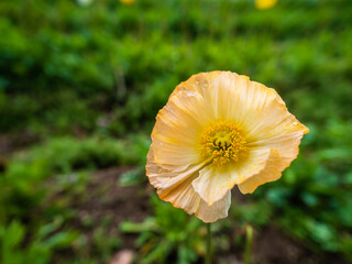 花畑に咲いた一輪の花