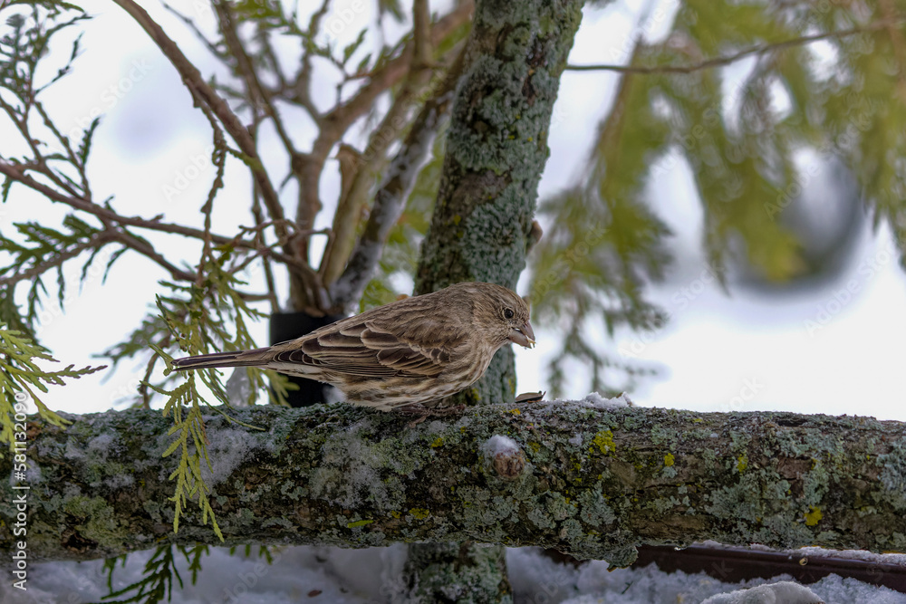 Wall mural The House finch (Haemorhous mexicanus) female  on the feeder