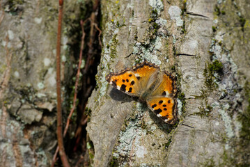 Small tortoiseshell butterfly (Aglais urticae) perched on a tree in Zurich, Switzerland