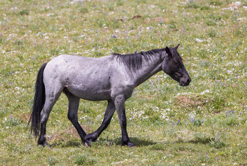 Wild Horse in Summer in the Pryor Mountains of Montana