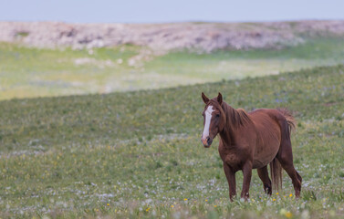 Wild Horse in Summer in the Pryor Mountains of Montana
