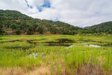 Obraz premium Swamp Overlook at Fort Ord National Monument