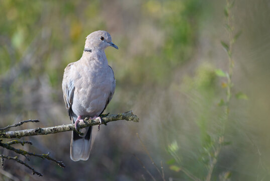 Eurasian collared dove (Streptopelia decaocto) perched side view