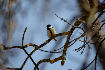 Full body portrait of a male great tit perched on a branch