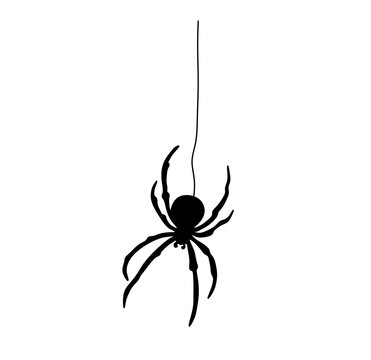 Vector isolated one single black spider handing on a web thread colorless black and white outline silhouette shadow shape
