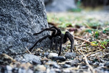 black spider on the ground