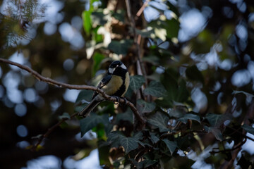 Full body portrait of a male great tit perched on a branch