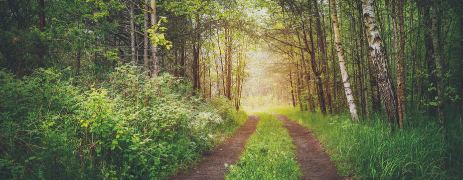 Country road in wild beautiful green forest