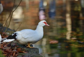 Domestic muscovy duck watches and rests on the bank of a pond