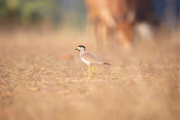Yellow wattled lapwing wandering in open grass field