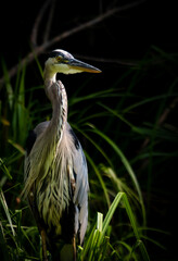 great blue heron