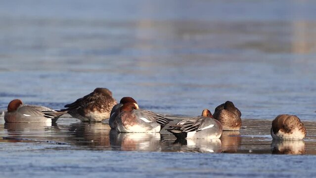 Male Eurasian wigeons or European wigeons (Mareca penelope) swimming in a ditch covered with ice
