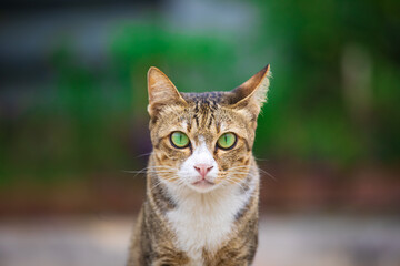 The cat looks to the side and sits on a green lawn. Portrait of a fluffy orange cat with green eyes