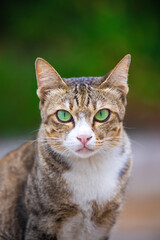 Obraz premium The cat looks to the side and sits on a green lawn. Portrait of a fluffy orange cat with green eyes