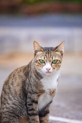 The cat looks to the side and sits on a green lawn. Portrait of a fluffy orange cat with green eyes