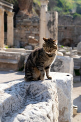 Domestic cat relaxing on the ruins of a building in Turkey