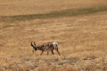 pronghorn antelope on the prairie
