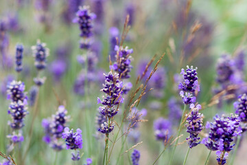 Obraz premium lavender flowers in a garden natural summer background, blurred image, selective focus
