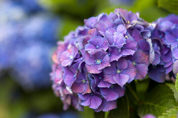 Macro image, blue hydrangea flower background