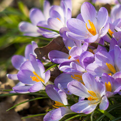 crocus flowers in the garden -  spring flowers - soft focus