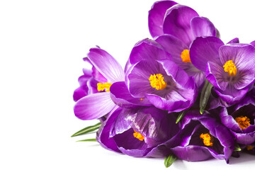 crocus flower on white background - fresh spring flowers