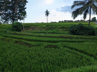 Fototapeta na wymiar Rice field view