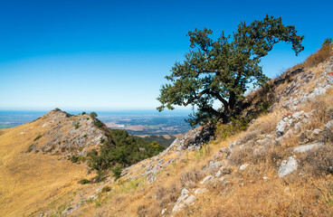 Fototapeta na wymiar Tree and Ridge Atop Fremont Peak State Park in California