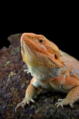 Close-up photo of a bearded dragon