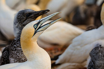 Portrait of Northern Gannet - Sula bassana with baby