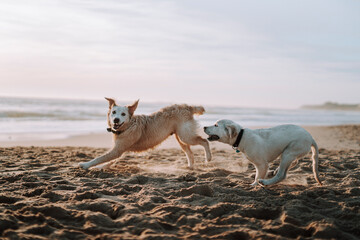 Perro algo mas mayor y cachorro de golden retriver jugando en la playa al atardecer