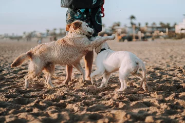 Fotobehang Perro algo mas mayor y cachorro de golden retriver jugando en la playa al atardecer © MiguelAngelJunquera