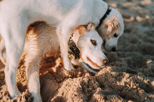 Perro algo mas mayor y cachorro de golden retriver jugando en la playa al atardecer
