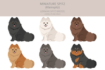 German spitz, Miniature spitz clipart. Different poses, coat colors set