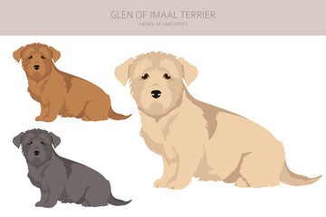 Glen of Imaal terrier clipart. Different poses, coat colors set