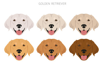 Golden retriever dogs in different poses and coat colors clipart